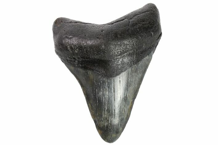Fossil Megalodon Tooth - Georgia #151502